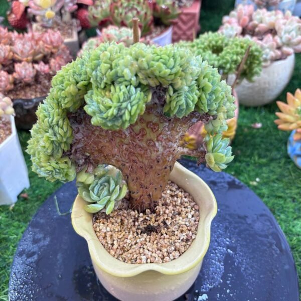 043.Echeveria 'Berry' f. cristata