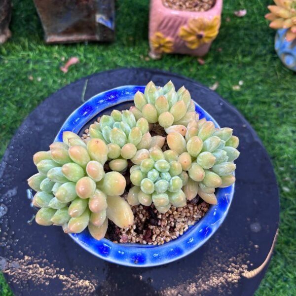 044.Pachyphytum spp. hybrid