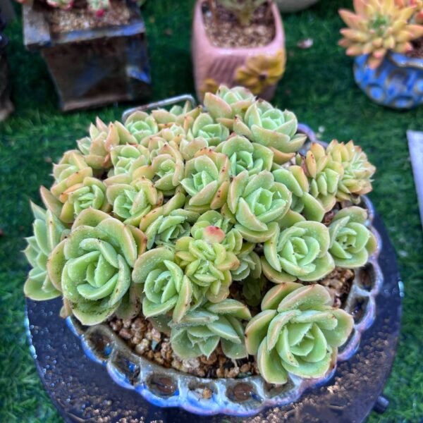 045.Echeveria 'Star Natha'