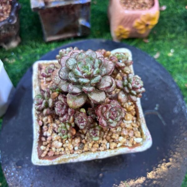 046.Graptoveria 'Amethorum'