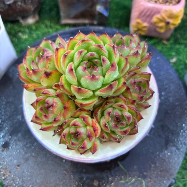 047.Echeveria 'Puli-lindsayana'