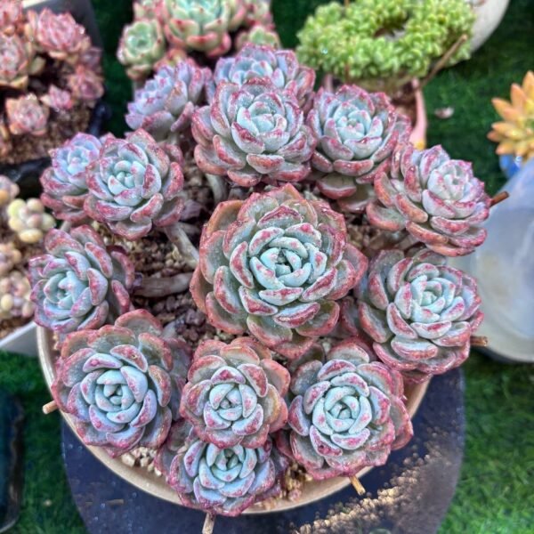 048.Echeveria:‘ Snow Thousand Moutain’
