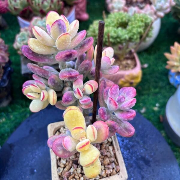 049.Cotyledon orbiculata ‘Oophylla Variegata’
