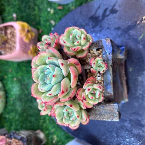 050.Echeveria 'Salmon