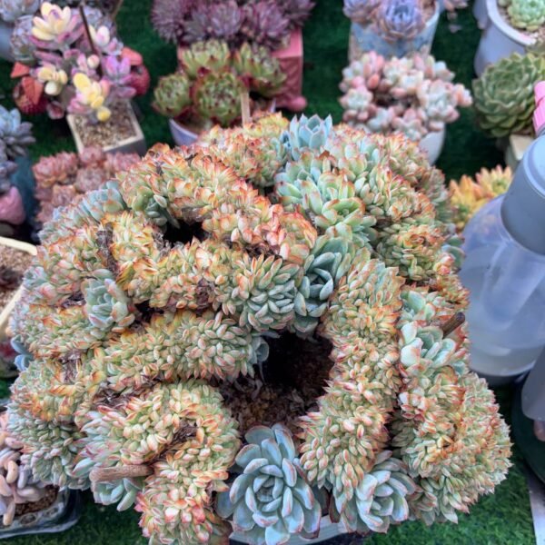 051.Echeveria 'Sasa'