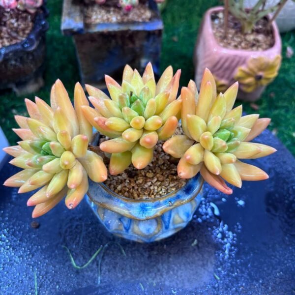 052.Pachyphytum uracilla