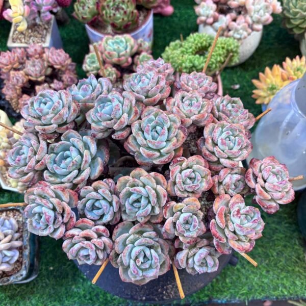 053.Echeveria:‘ Snow Thousand Moutain’