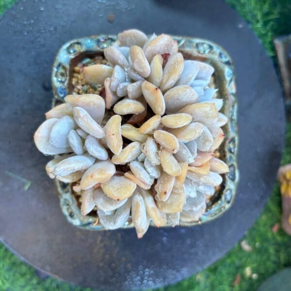 055.Echeveria 'Exotic' f. cristata