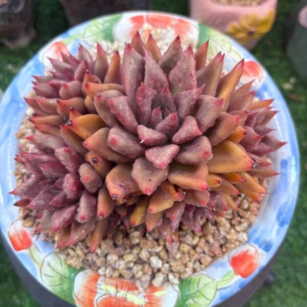 056.Echeveria 'Wedding Ring'