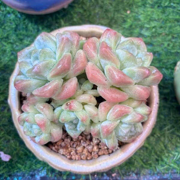 057.Echeveria 'Ice Green'