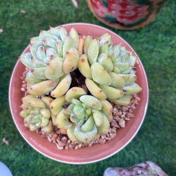 058.Echeveria '白拉糖'