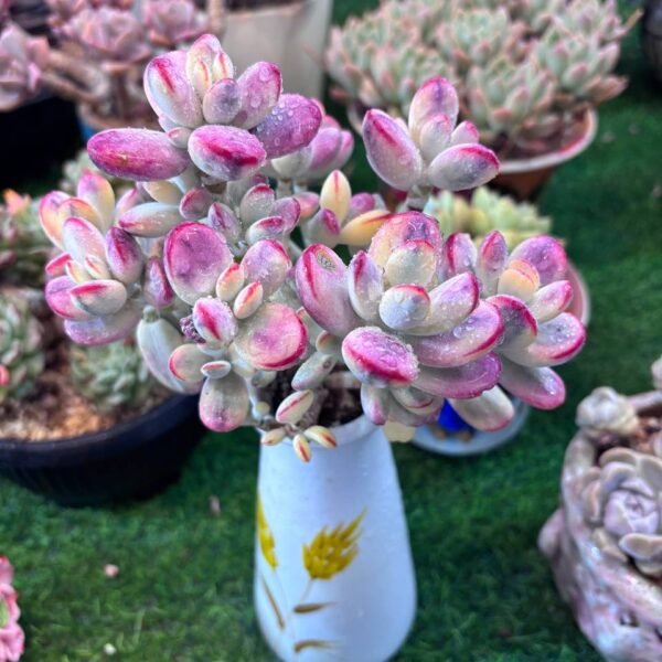 059.Cotyledon orbiculata ‘Oophylla Variegata’