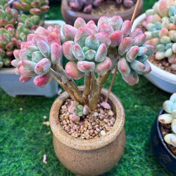 060.Graptosedum 'Miul' f. cristata