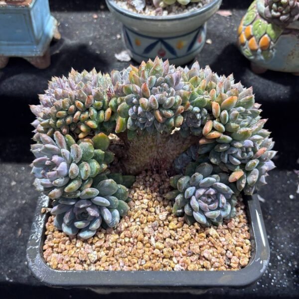 061.Echeveria 'Black Mamba' f. cristata