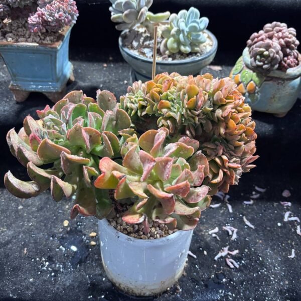 062.Echeveria 'Ball of Fat' f. cristata