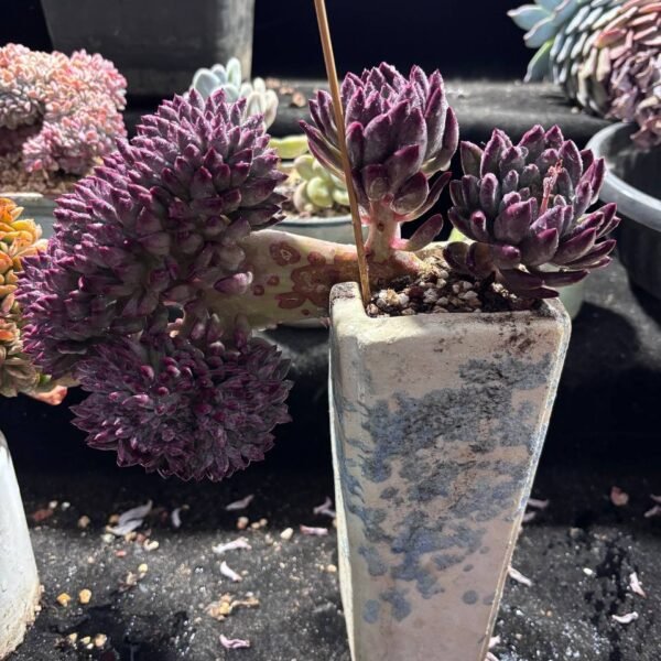 063.Pachyveria 'Yu Meiren' f. cristata