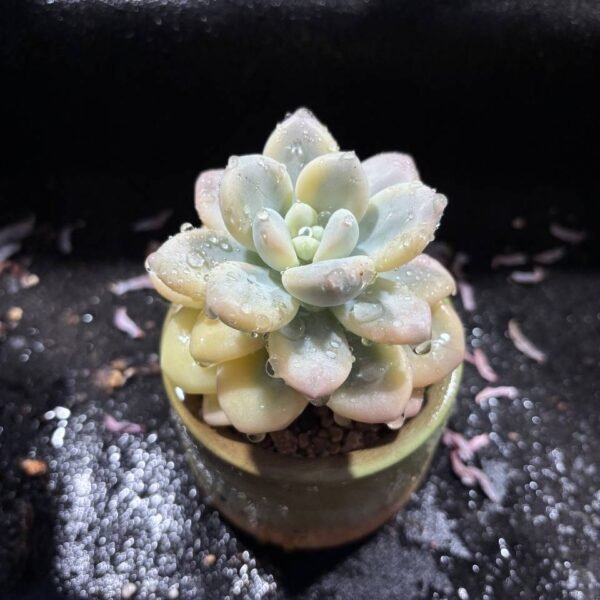 064.× Graptosedum 'Miul' Variegata