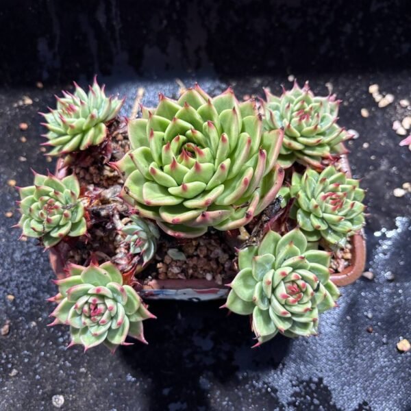 065.Echeveria 'Toscanelli'