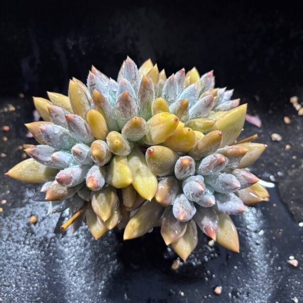 066.Echeveria 'Gothic Lolita'