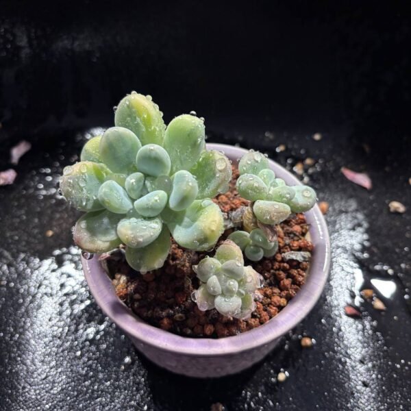 067.Echeveria 'Xiang Yu Variegata'