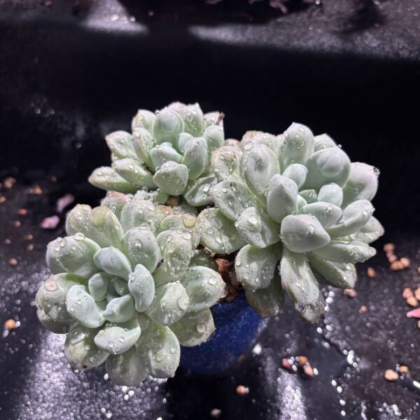 068.Echeveria 'Sundae'