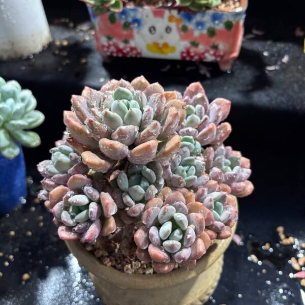 070.Graptoveria 'White Dews