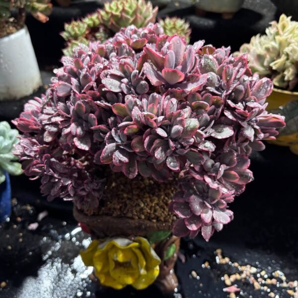 071.Kalanchoe daigremontiana