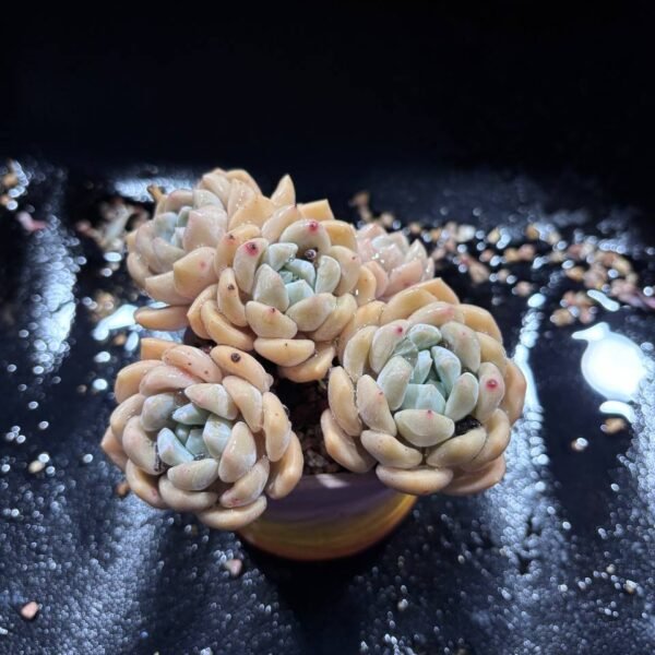 072.Polianthes tuberosa L
