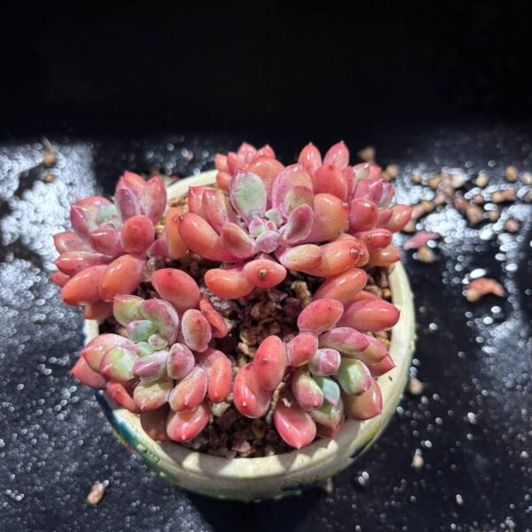 073.Echeveria: ‘Banxia’