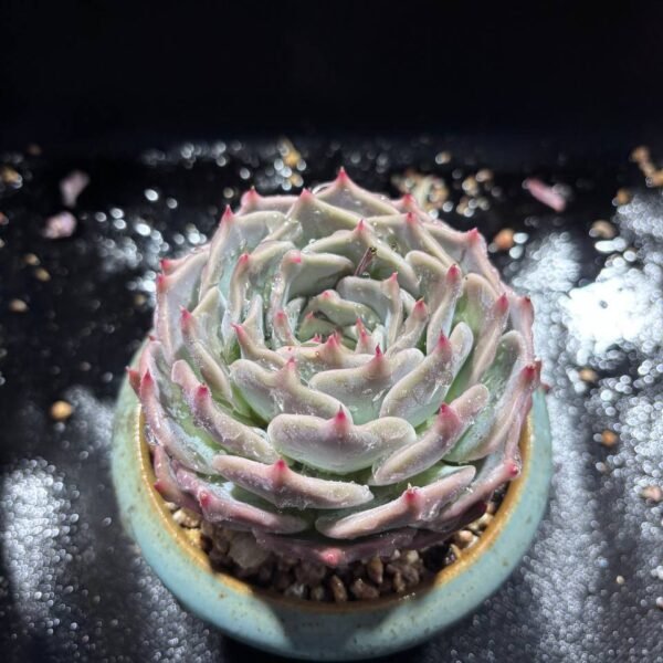 074.Echeveria 'Pikachu'
