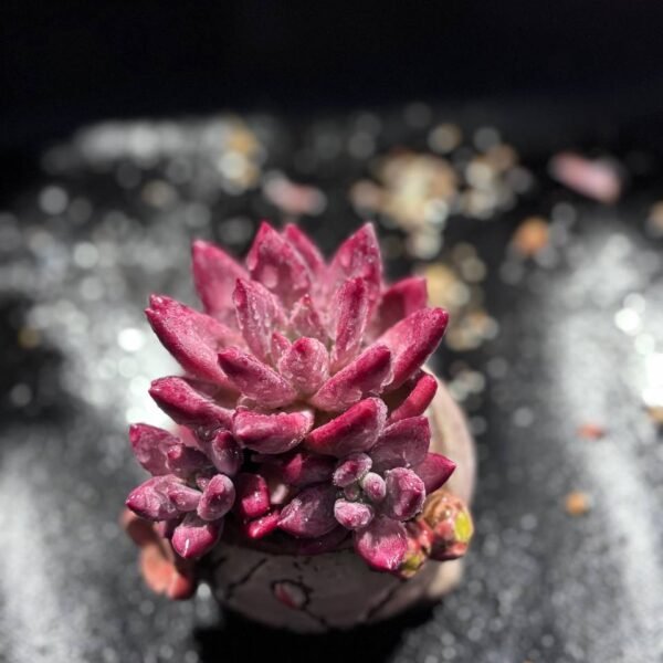 075.Echeveria: ‘He Feiyu’