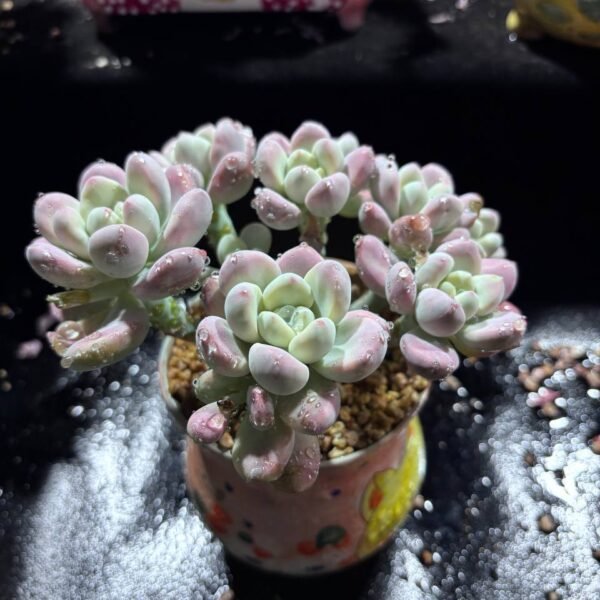 076.Echeveria 'Zhou Ye Xing He' f. variegata