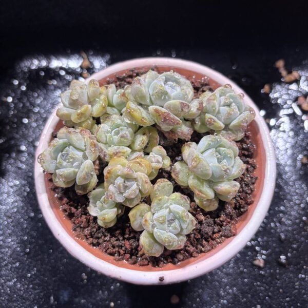 077.Echeveria 'Tynie Burger'