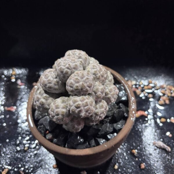 078.Turbinicarpus pseudopectinatus