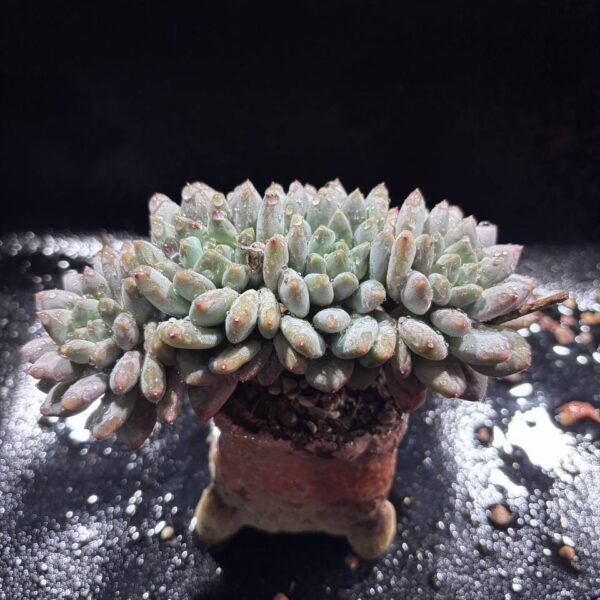 079.Echeveria 'Luoshen' f. cristata