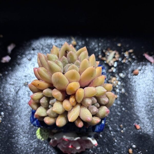 080.Haworthia cooperi f. lutea