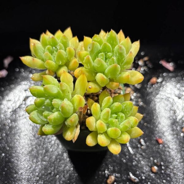 081.Echeveria: ‘Oracle’