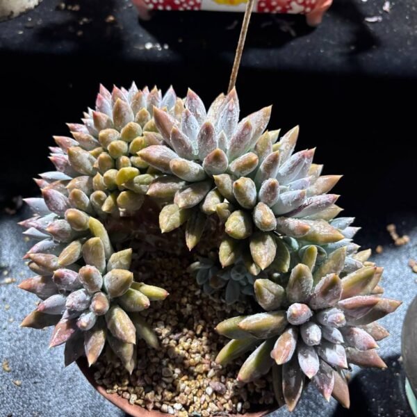082.Echeveria 'Gothika' f. cristata