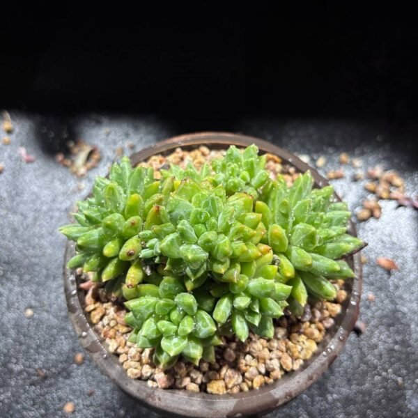 083.Echeveria 'Meteor