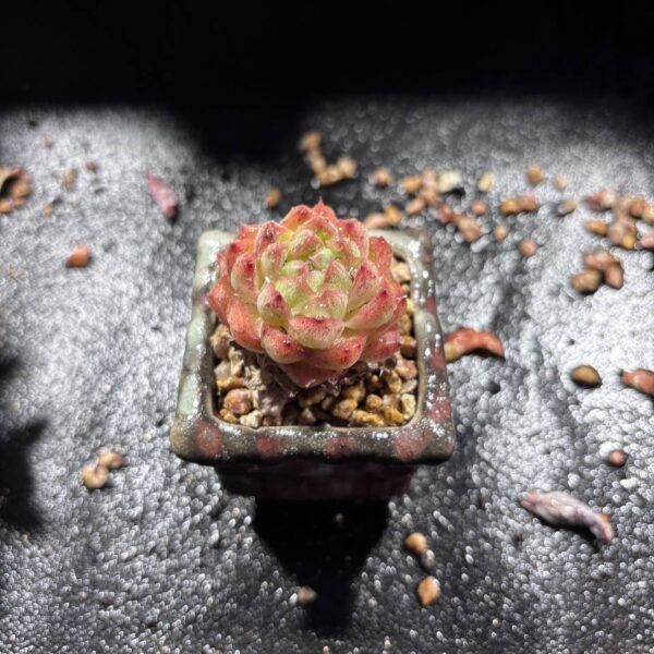 085.Echeveria 'Ice Soul