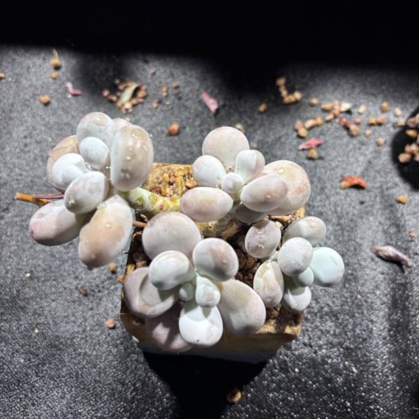 087.Pachyphytum oviferum