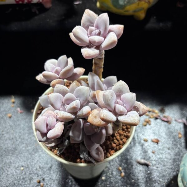 088.Graptoveria 'Peach Frost