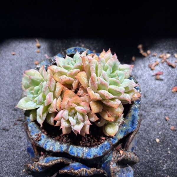 089.Echeveria elegans f. cristato-rugosa
