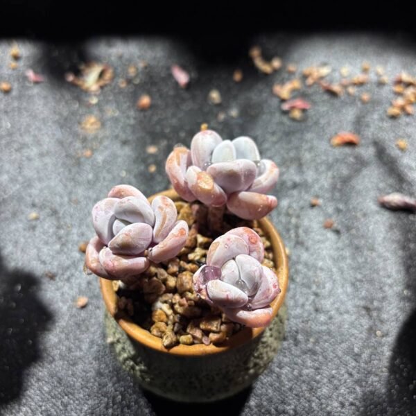 090.Echeveria: ‘Pink Rabbit’