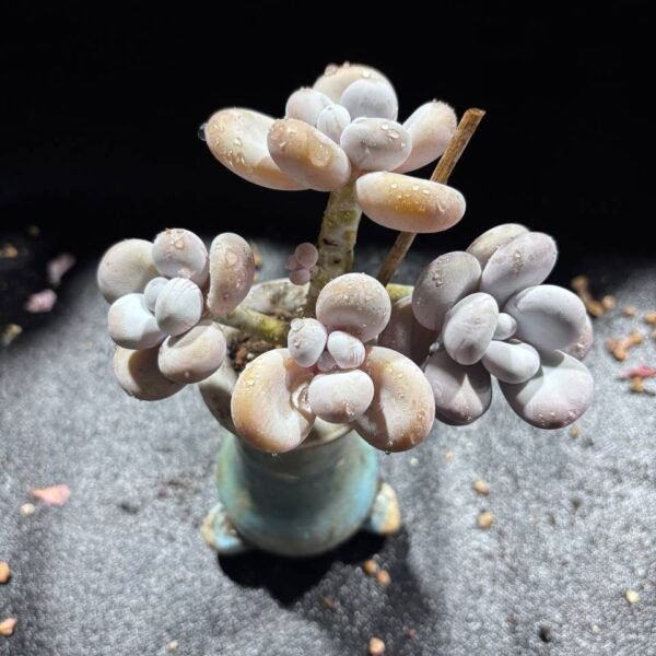 091.Pachyphytum oviferum