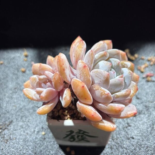 092.Echeveria 'Milk Cap'
