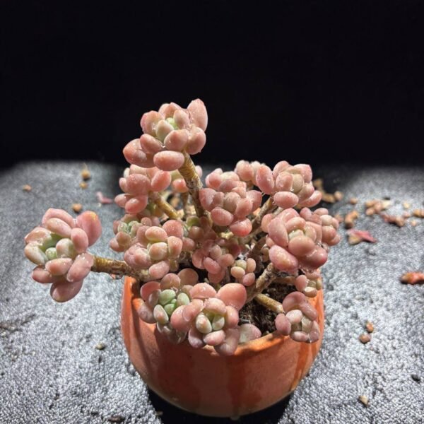 093.Echeveria 'Caviar'