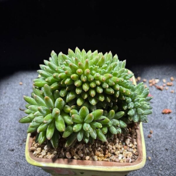 094.Pachyphytum 'Icarus' f. cristata