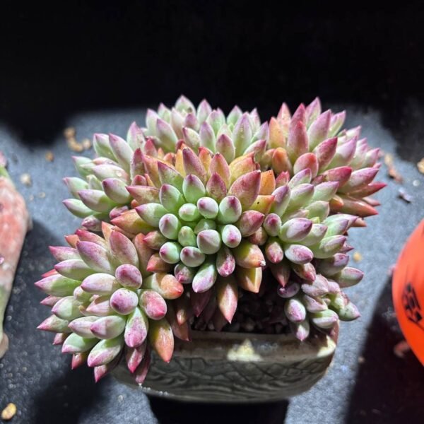 095.Echeveria 'Cherry'