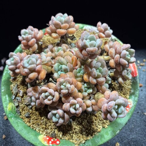 098.Mammillaria albiflora
